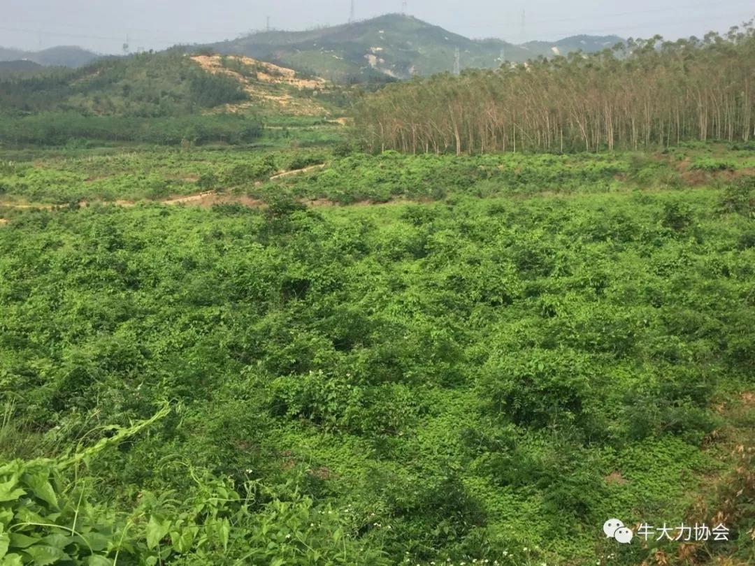良種良法\牛大力防寒防凍手冊